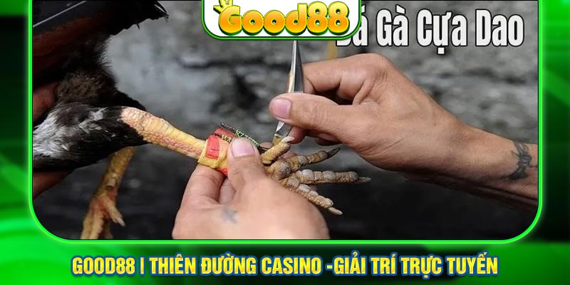 đá gà cựa dao